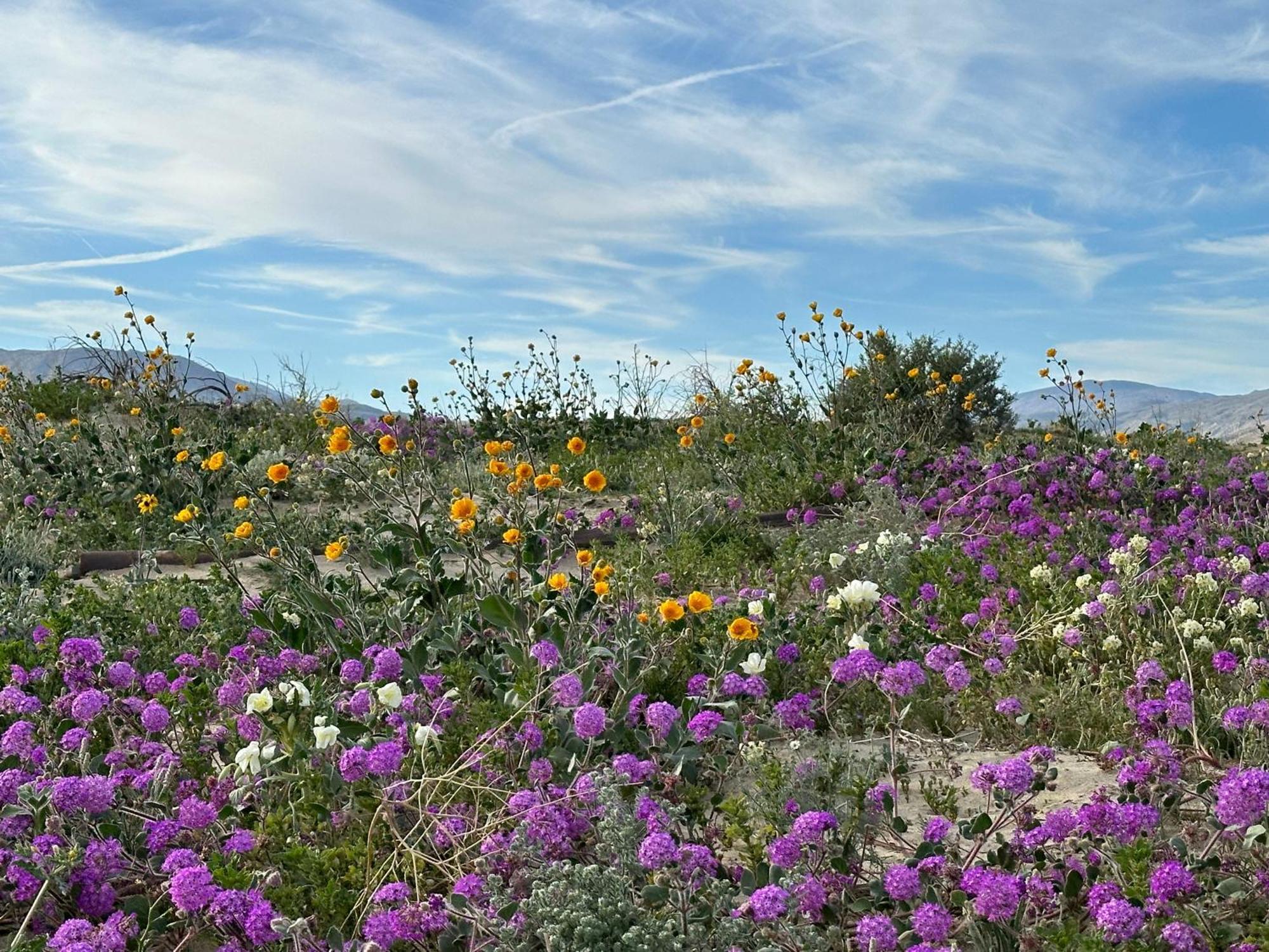 Borrego Springs Motel المظهر الخارجي الصورة